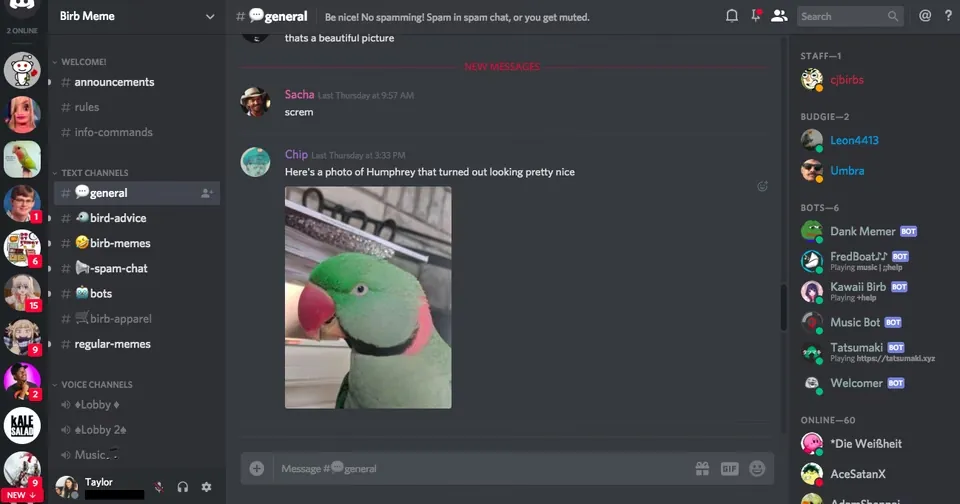 A Discord server's general chat for a bird meme community, with a member posting a photo of a green parrot