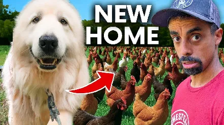 Honeybee Hemp Farms sponsor read YouTube video thumbnail