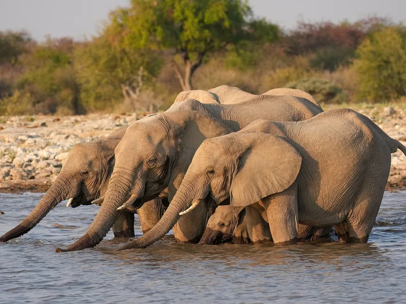 A herd of elephants drinking at a waterhole