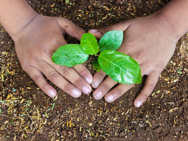 Two hands planting a small green seedling in soil