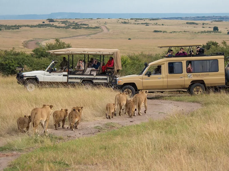 Safari jeeps watching lions in the Maasai Mara