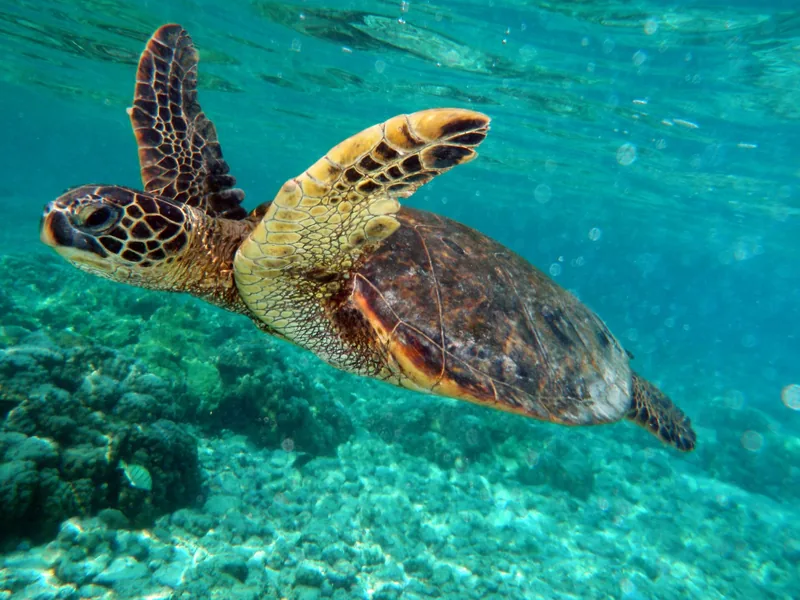 A green sea turtle swimming over a reef