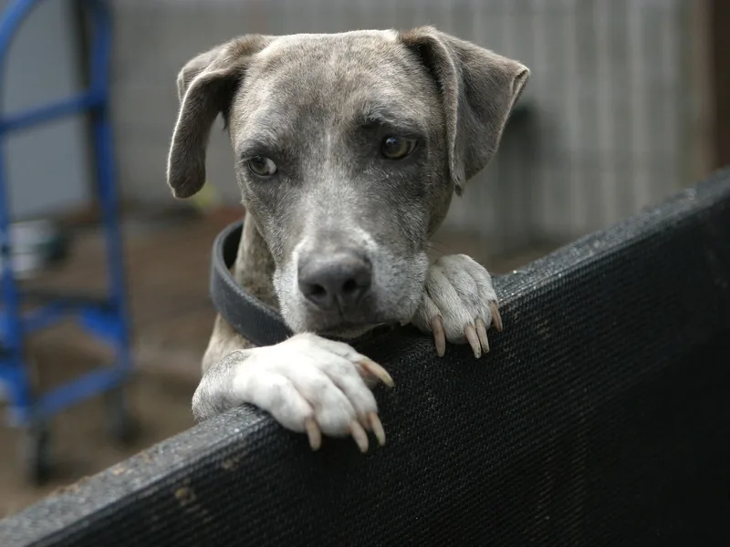 A shelter dog resting its paws on a fence