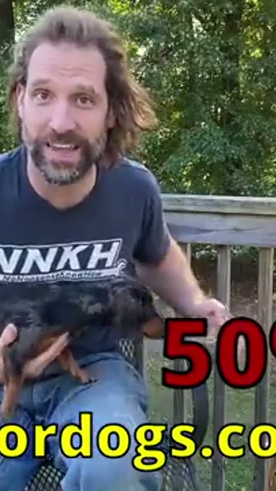 Sundays for Dogs x NoNonsenseKnowHow reel